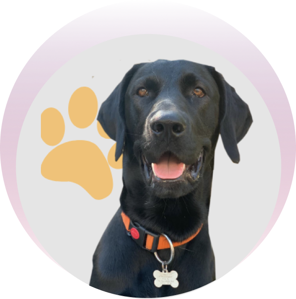 A cute black dog 